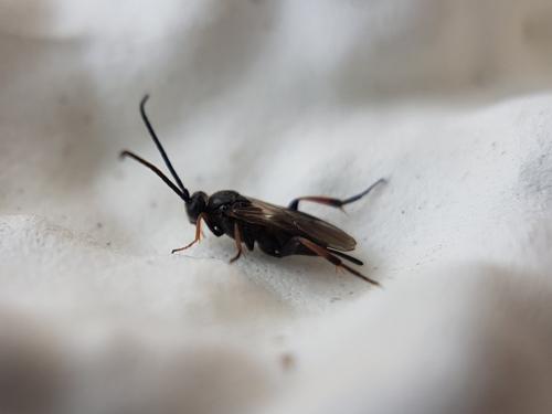 Réf. 217 805 : Microgastrinae inconnu